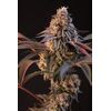 Lemon Cherry Runtz, Фасовка: 1, изображение 2